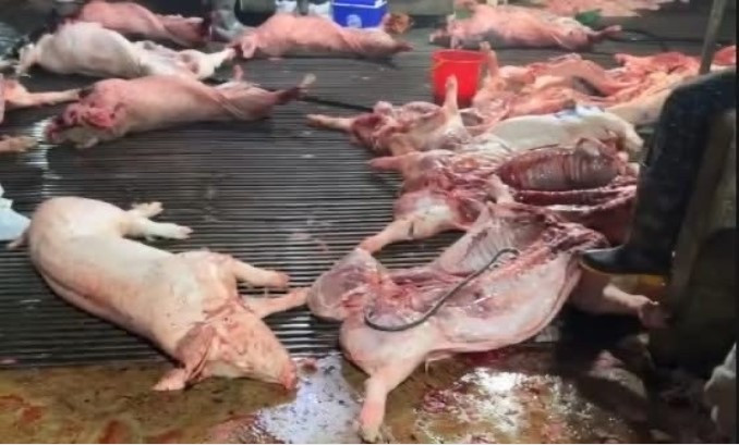 Lợn bệnh được các đối tượng thu gom từ Phú Thọ, Tuyên Quang vận chuyển về Hà Nội để giết mổ và đưa ra thị trường (Ảnh: Công an Hà Nội)