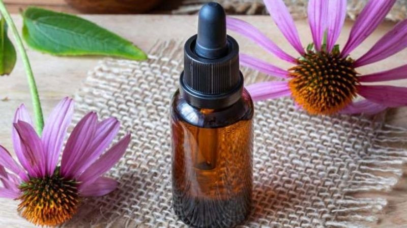 Hoa cúc tím chứa tinh dầu giúp kháng viêm (Ảnh: Sưu tầm)