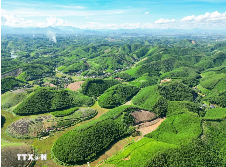 Mô hình trồng rừng keo tại huyện Triệu Sơn, tỉnh Thanh Hoá giúp hấp thụ lượng lớn CO₂, góp phần giảm phát thải khí nhà kính. (Ảnh: Lê Đông/TTXVN)