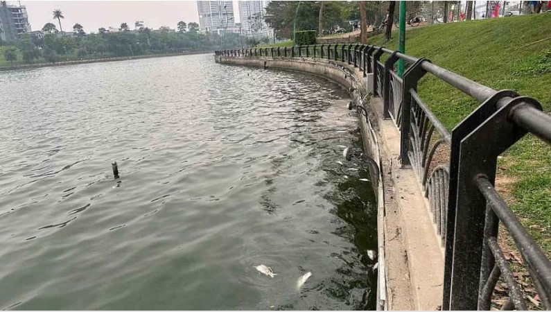 Từ 14/4, cá chết bắt đầu xuất hiện rải rác tại hồ Công viên Văn Lang tỉnh Phú Thọ (Ảnh: TL)