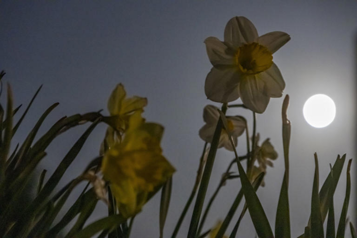 Trăng Hoa mọc trên bầu trời Hà Lan vào tháng 4/2025 (Nguồn: Getty Images)