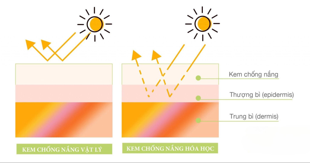 Sự khác nhau giữa 2 loại kem chống nắng (Ảnh: Sưu tầm)