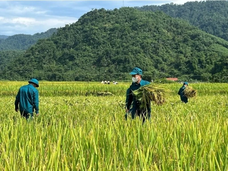 Cán bộ, chiến sĩ dân quân xã Thanh Quân hỗ trợ người dân thu hoạch lúa tại thôn Thanh Tân