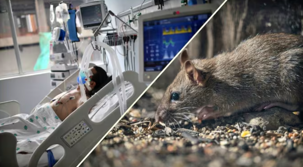 Trong nhiều trường hợp, bệnh nhân nhiễm hantavirus có thể tử vong chỉ sau 24 - 48 giờ kể từ khi xuất hiện triệu chứng nặng