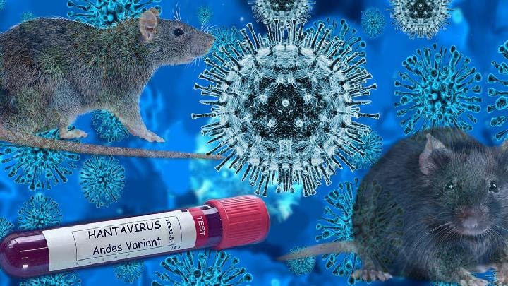 Chủng hantavirus phát hiện trên tàu Hondius là Andes - biến thể hiếm có khả năng lây truyền giữa người với người