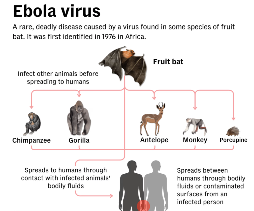 Sơ đồ mô tả cơ chế lây truyền của virus Ebola từ dơi ăn quả sang các loài động vật hoang dã và sang người thông qua tiếp xúc với dịch cơ thể nhiễm bệnh. Virus Ebola cũng có thể lây lan giữa người với người qua dịch cơ thể hoặc bề mặt bị nhiễm bẩn (Đồ hoạ: CNA)