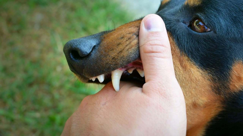 Không xem thường các vết trầy xước nhẹ do chó mèo gây ra (Ảnh: Sưu tầm)