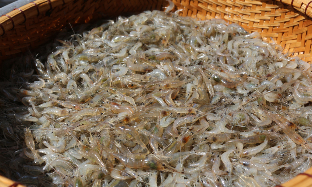 Chọn tép tươi (Ảnh: Sưu tầm)