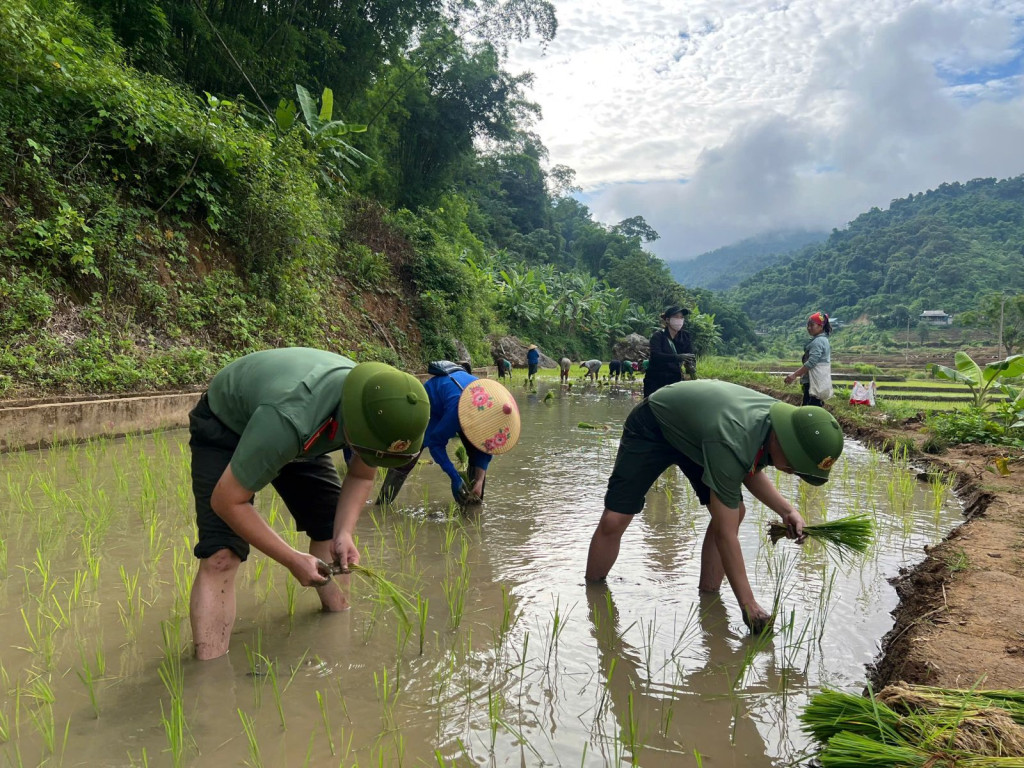 Cán bộ, chiến sĩ Công an xã Mường Chanh giúp đỡ các hộ gia đình có hoàn cảnh khó khăn cấy lúa (Ảnh: CANTH)