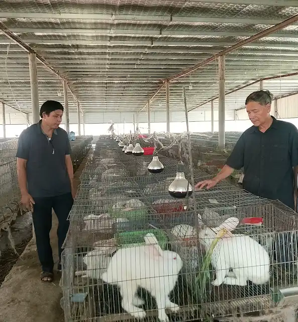 Hội Chăn nuôi Thỏ Việt Nam kiến nghị sửa quy định về phí kiểm soát giết mổ