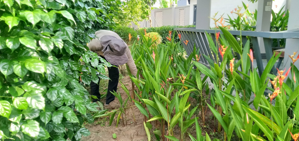 Dọn sạch cỏ trong vườn (Ảnh: Sưu tầm)