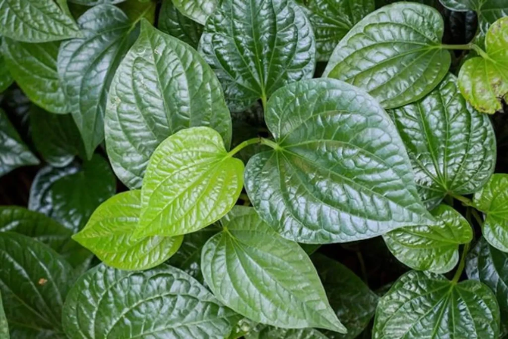 Lá lốt (Ảnh: Sưu tầm)