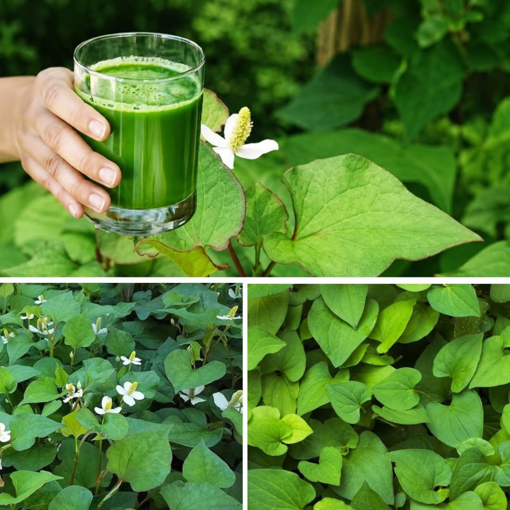(Ảnh: Trung tâm Y tế Cẩm Khê)