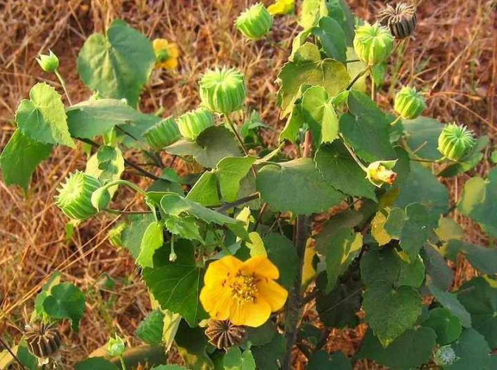 Cây cối xay (Ảnh: Sưu tầm)