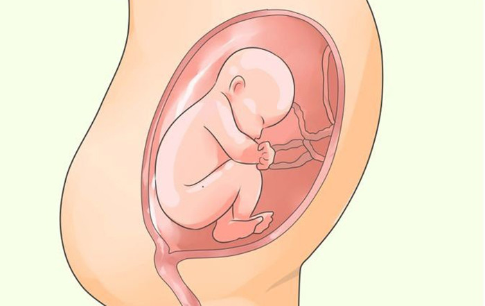 Đa ối (Ảnh: Sưu tầm)