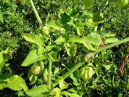 Cây tầm bóp (Ảnh: Sưu tầm)