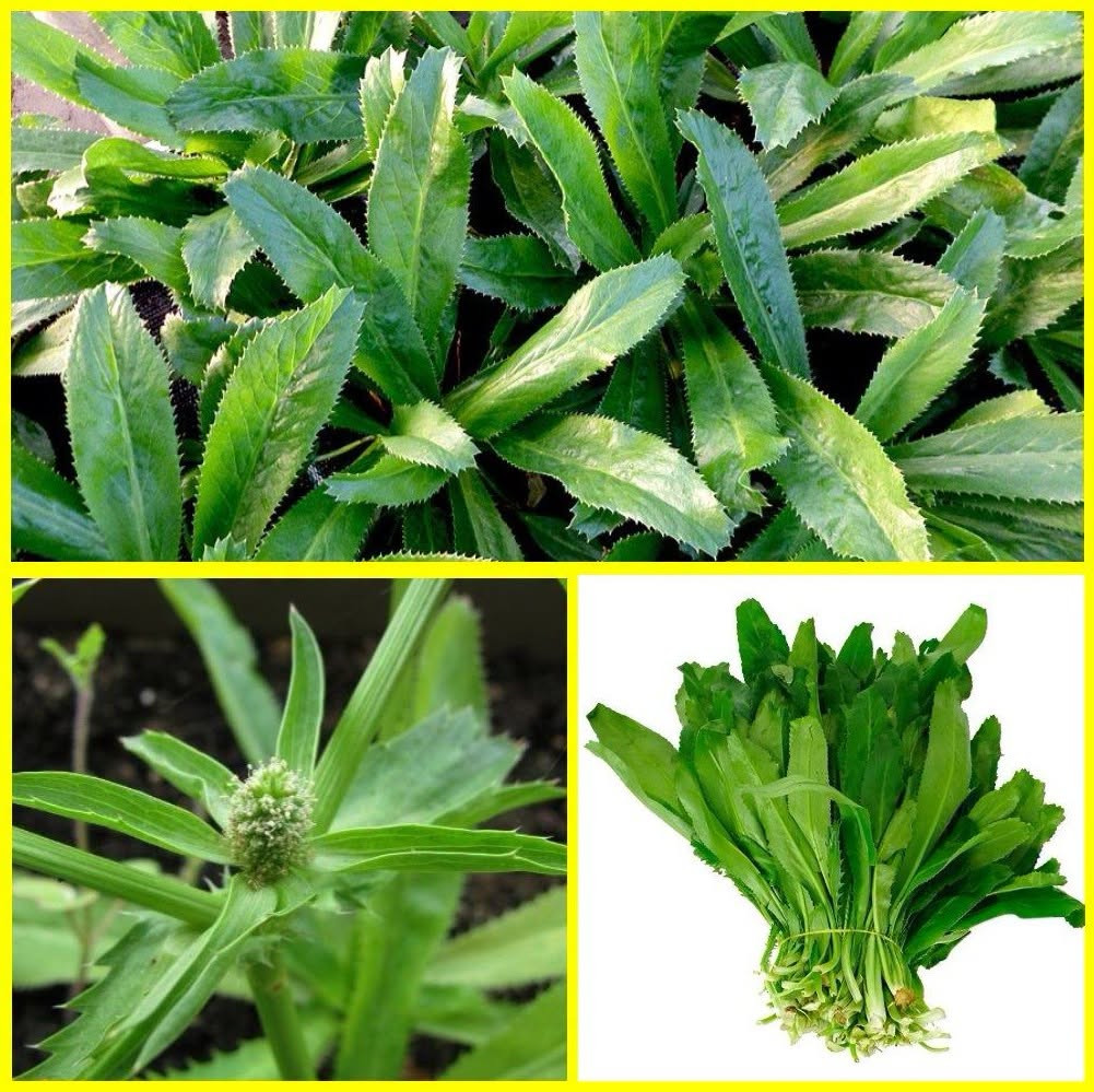 Mùi tàu (Ảnh: Trung tâm Y tế khu vực Cầm Khê - Phú Thọ)
