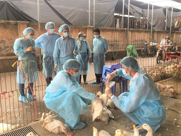 Khánh Hòa lên kế hoạch tiêm phòng đợt 2 cho gia súc, gia cầm và thủy sản trên địa bàn