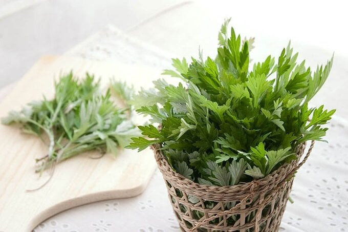 Gợi ý những cách chế biến ngải cứu tốt cho sức khỏe