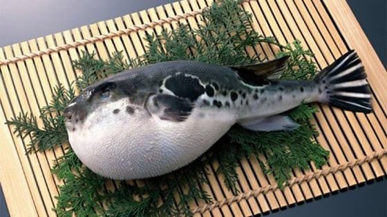 Hồi chuông cảnh báo từ những ca tử vong thương tâm do ngộ độc cá nóc