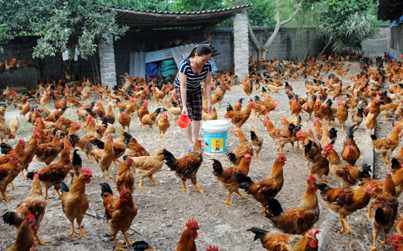 Hà Nội: Tập trung triển khai đồng bộ, quyết liệt, có hiệu quả các giải pháp phòng, chống dịch bệnh gia súc, gia cầm
