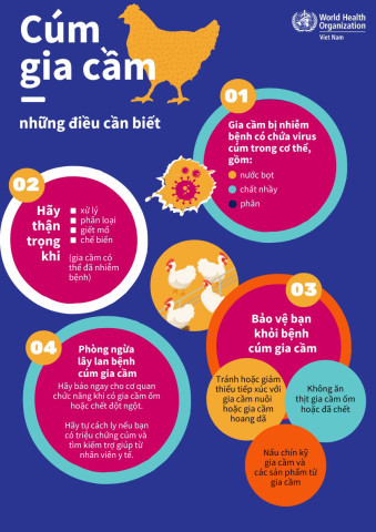 Infographic: Cúm gia cầm - Những điều cần biết