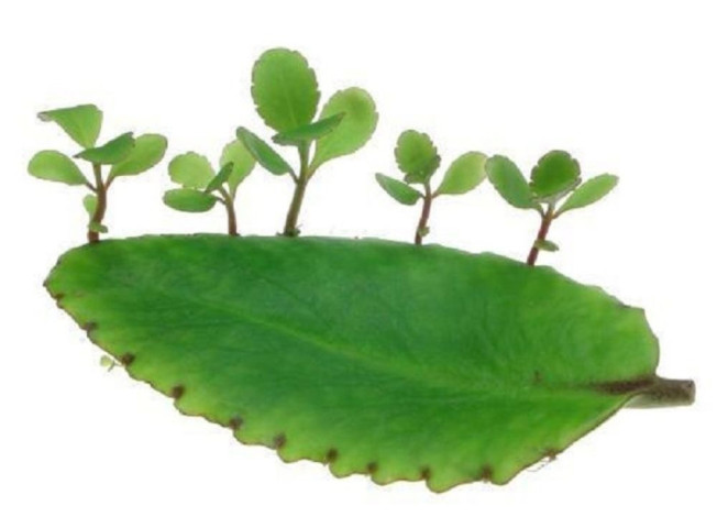 7 bài thuốc chữa bệnh từ cây sống đời