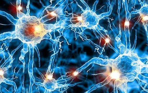 U sợi thần kinh do đâu?