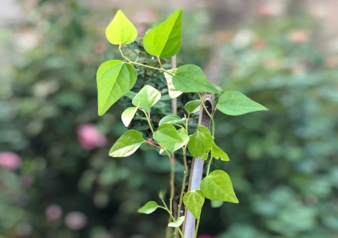 Khám phá công dụng của lá sương sâm