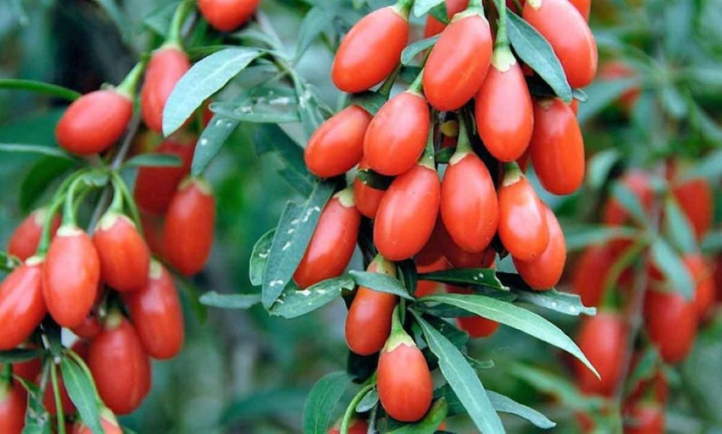 Tác dụng của kỷ tử đối với sức khỏe