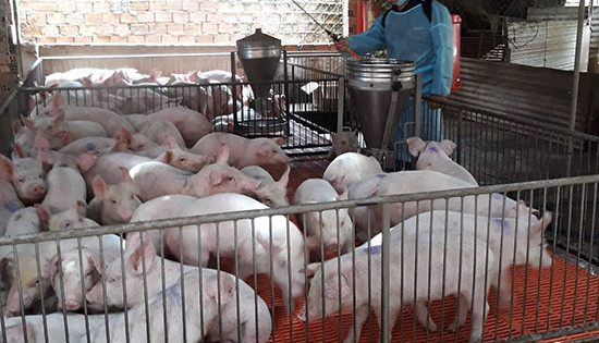 Dịch tả lợn châu Phi diễn biến phức tạp tại nhiều địa phương
