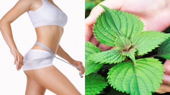 Sự thật về nước lá tía tô và khả năng hỗ trợ giảm cân