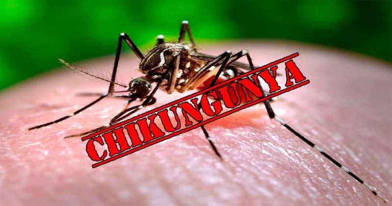 Nguy cơ bùng phát bệnh lan rộng toàn cầu do virus chikungunya