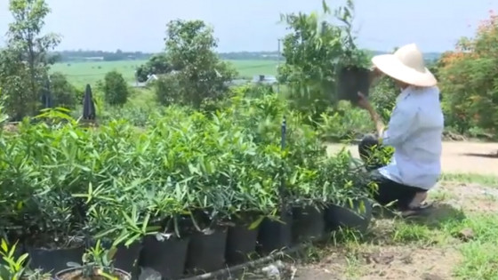 Xáo tam phân - Dược liệu tốt cho sức khỏe mà ít người biết đến
