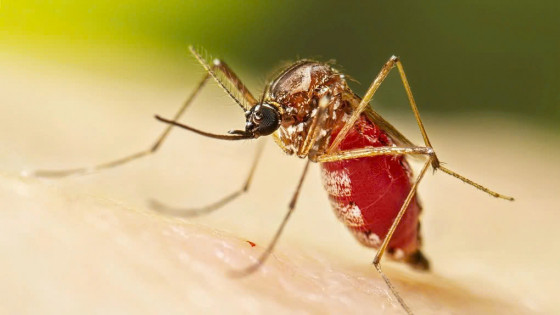 Thanh Hóa chủ động ngăn chặn nguy cơ dịch bệnh Chikungunya xâm nhập