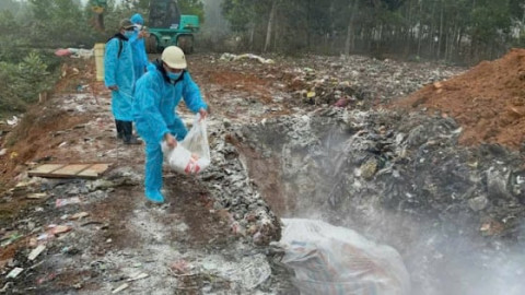 Thanh Hóa: Gần 3.000 hộ dân thiệt hại vì dịch tả lợn châu Phi