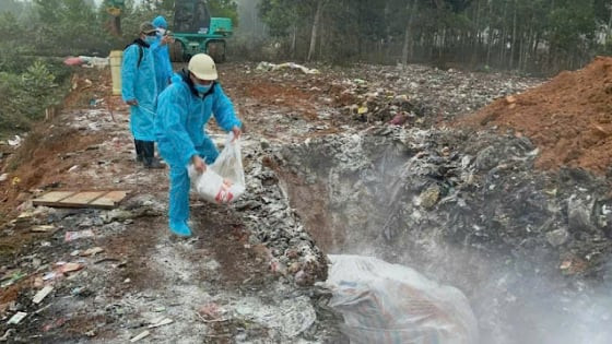 Thanh Hóa: Gần 3.000 hộ dân thiệt hại vì dịch tả lợn châu Phi