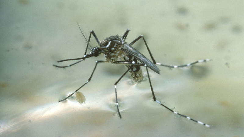 3 biện pháp phòng bệnh chikungunya