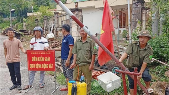 Siết chặt kiểm soát giết mổ, xử lý dứt điểm ổ dịch tả lợn châu Phi