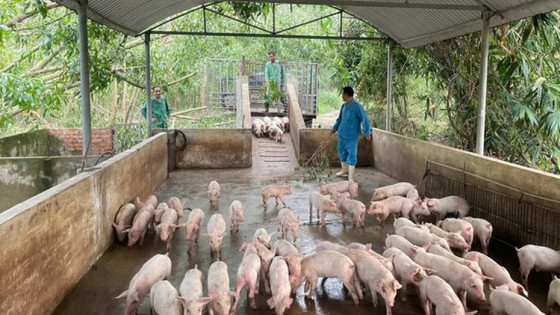 Nhiều khó khăn trong kiểm soát dịch tả lợn châu Phi