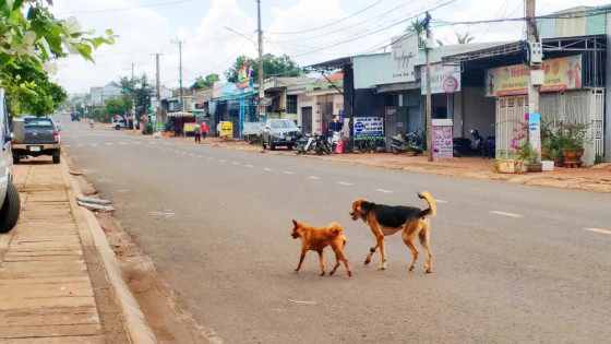 Thêm 2 ca tử vong do bệnh dại: Cảnh báo nguy cơ lây lan từ chó mèo chưa tiêm phòng