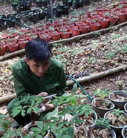 Niềm đam mê Sâm Ngọc Linh của chàng thanh niên Quảng Ngãi