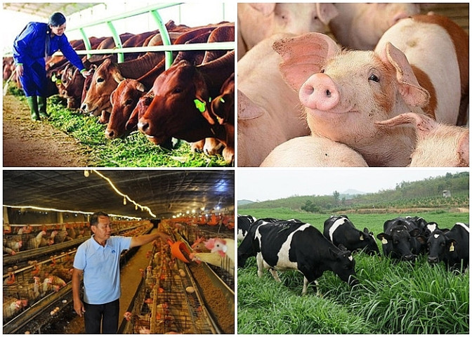 Nỗi lo chồng chất của người dân chăn nuôi Quảng Ngãi