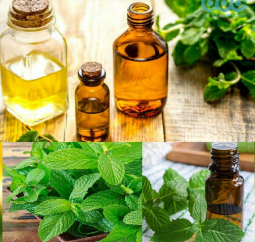 4 loại tinh dầu tự nhiên giúp cải thiện viêm xoang