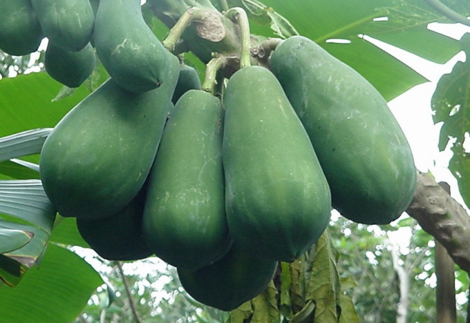 Lợi ích từ quả đu đủ xanh