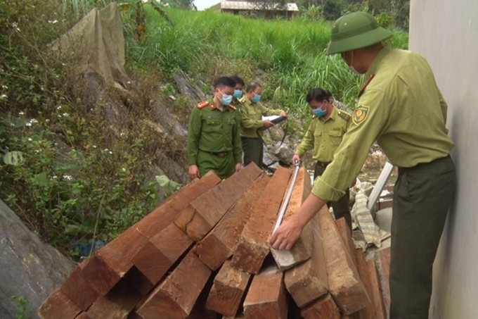 Hà Giang phát hiện lượng lớn gỗ nghiến trái phép tại nhà dân