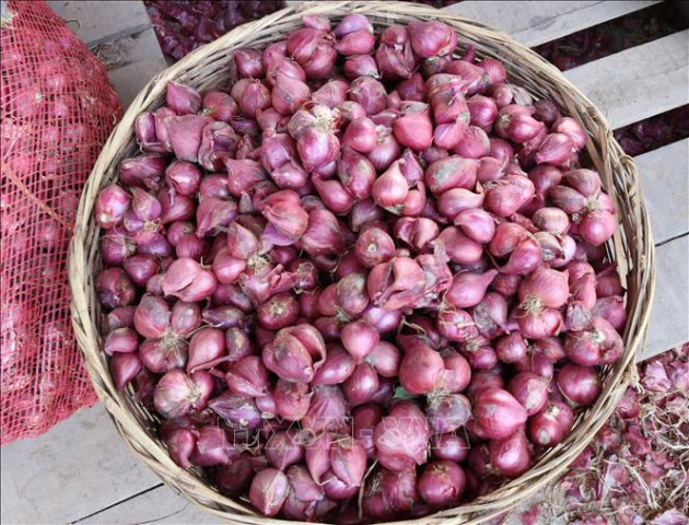 Lợi ích từ củ hành tím đối với sức khỏe