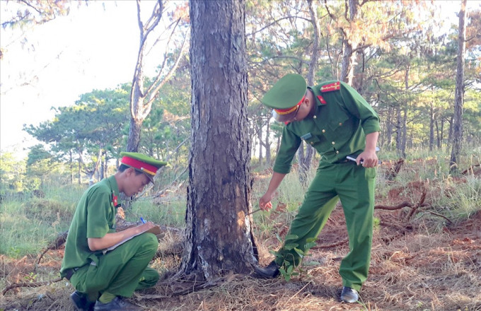 Đắk Nông có 3.760 cây thông bị chặt hạ từ năm 2019 đến nay