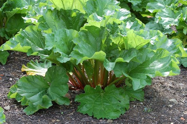 Những lợi ích của cây đại hoàng đối với sức khỏe