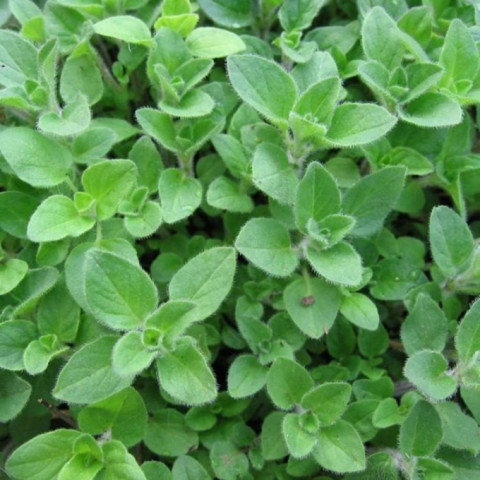 11 lợi ích sức khỏe của kinh giới cay